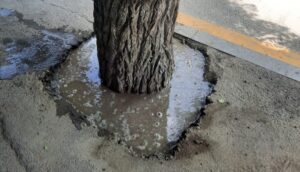 Foto ETSN-in rəsmi saytı