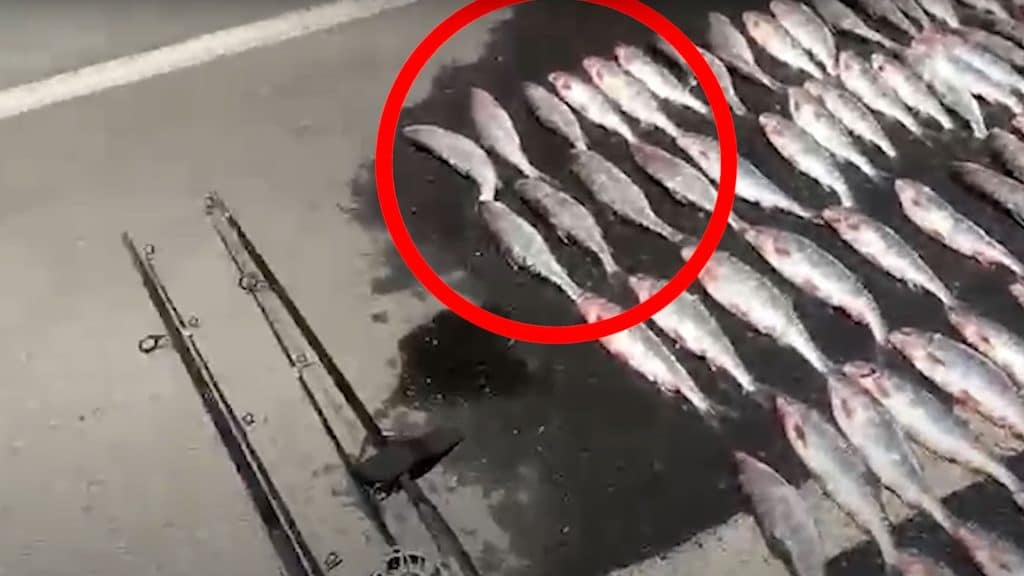 Foto Daxili İşlər Nazirliyinin rəsmi Youtube kanalı