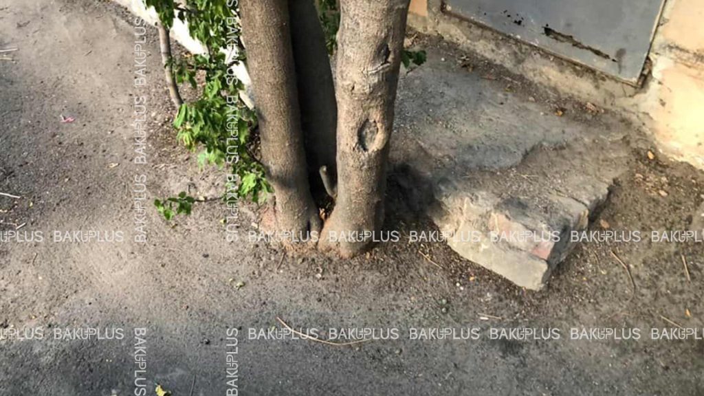 asfaltlanmış ağac