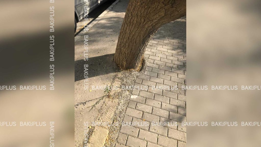 asfaltlanmış ağac
