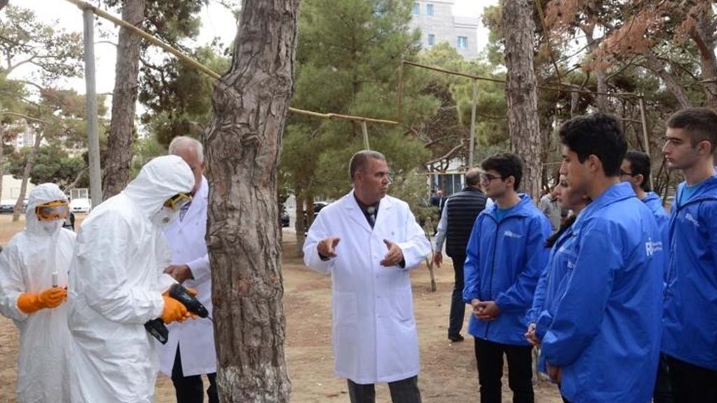 Bakı ağaclarında virus var