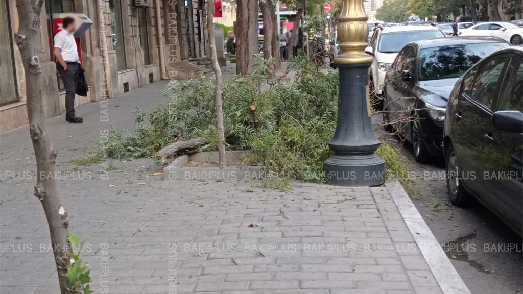 Şəhərin mərkəzində ağacın budağı qırılaraq piyada səkisinə düşüb