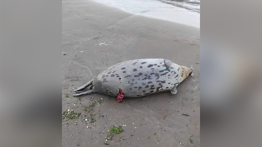 Buzovna çimərliyində suiti cəsədi aşkarlanıb