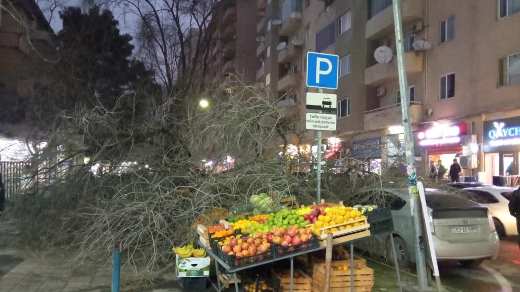 Yasamal rayonunda ağac avtomobillərin üzərinə aşıb