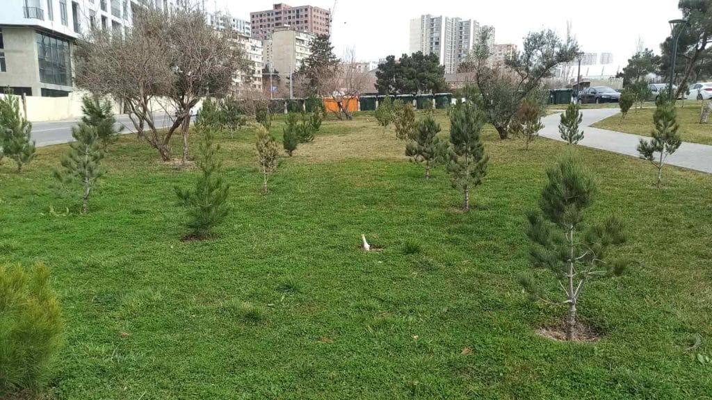 Xətai rayonunda 1000-dən artıq yeni ağac əkilib