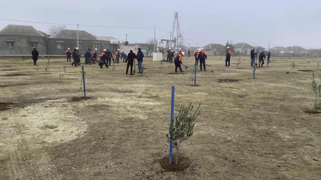 Balaxanıda 300 ağac əkilib