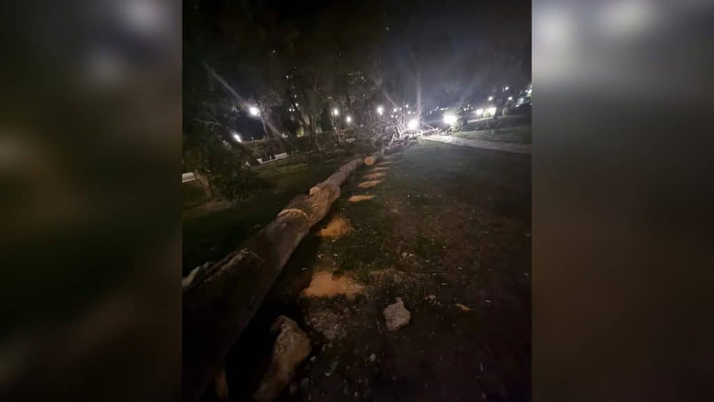 Zabitlər parkında çiçəklənən ağac kəsilib