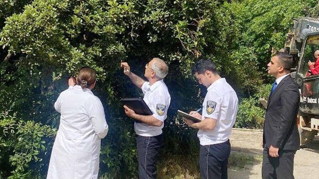 Mərkəzi Nəbatat bağında ağaclar yoxlanılır