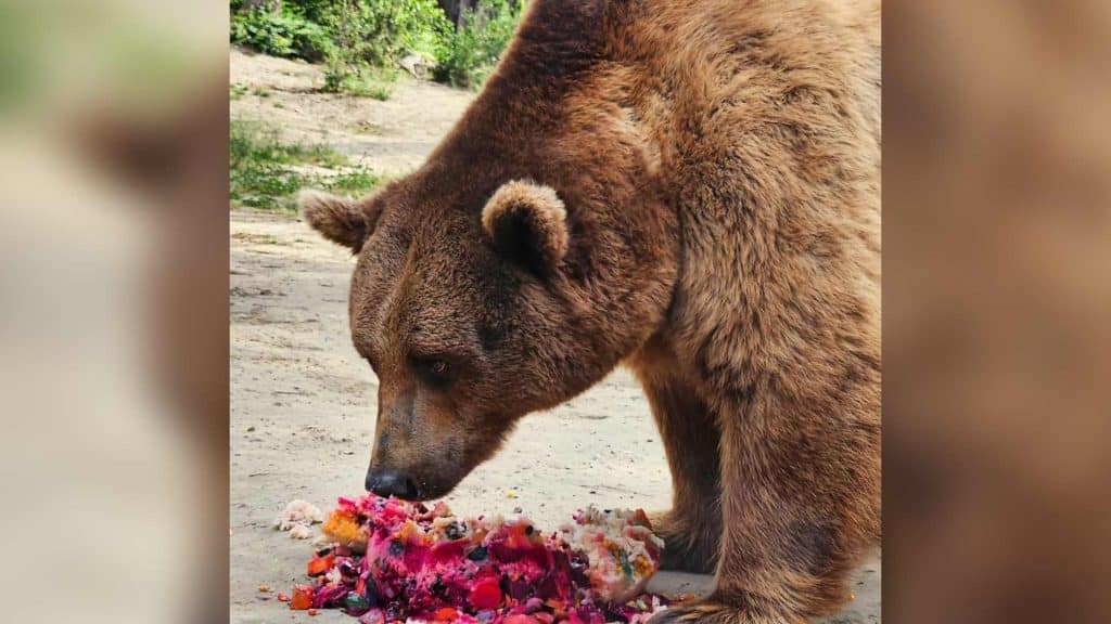 Bakı zooparkında ayının doğum günü qeyd olunub