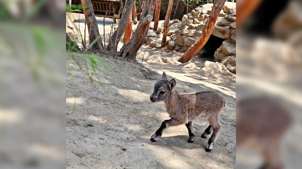 Bakı zooparkında Dağıstan turunun balası dünyaya gəlib