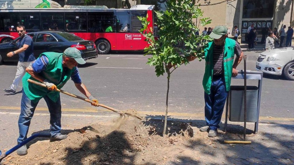 Bakıda təhlükə saçan ağacın əvəzinə yenisi əkilib