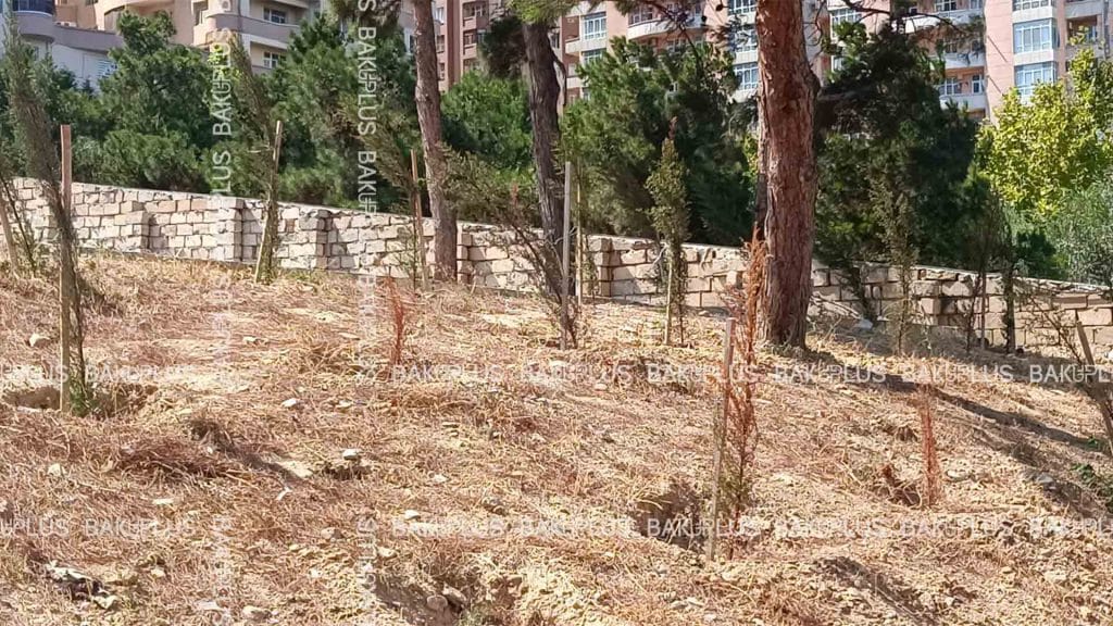 Yasamalda yeni əkilmiş ağaclara nəzarət edən yoxdur