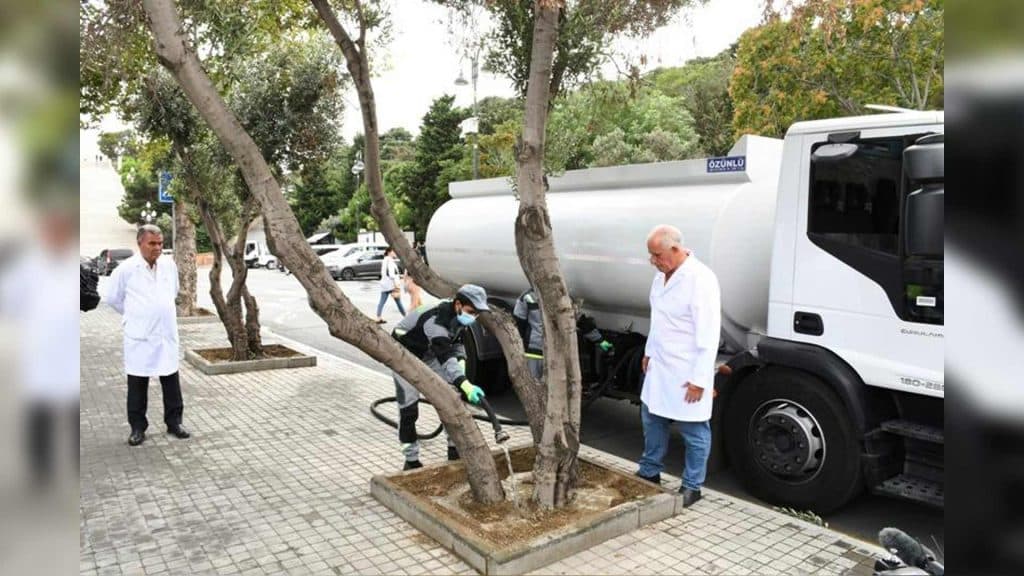 Bakıda zeytun ağaclarında xəstəliklər aşkarlanıb