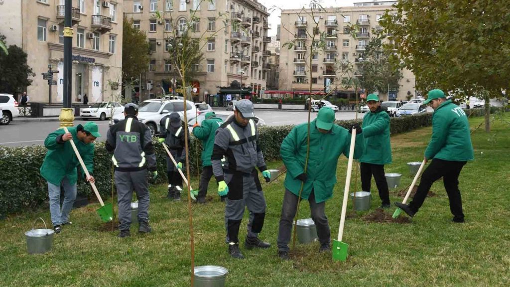 Bakıda müxtəlif növ yaşıllıqlar əkilir