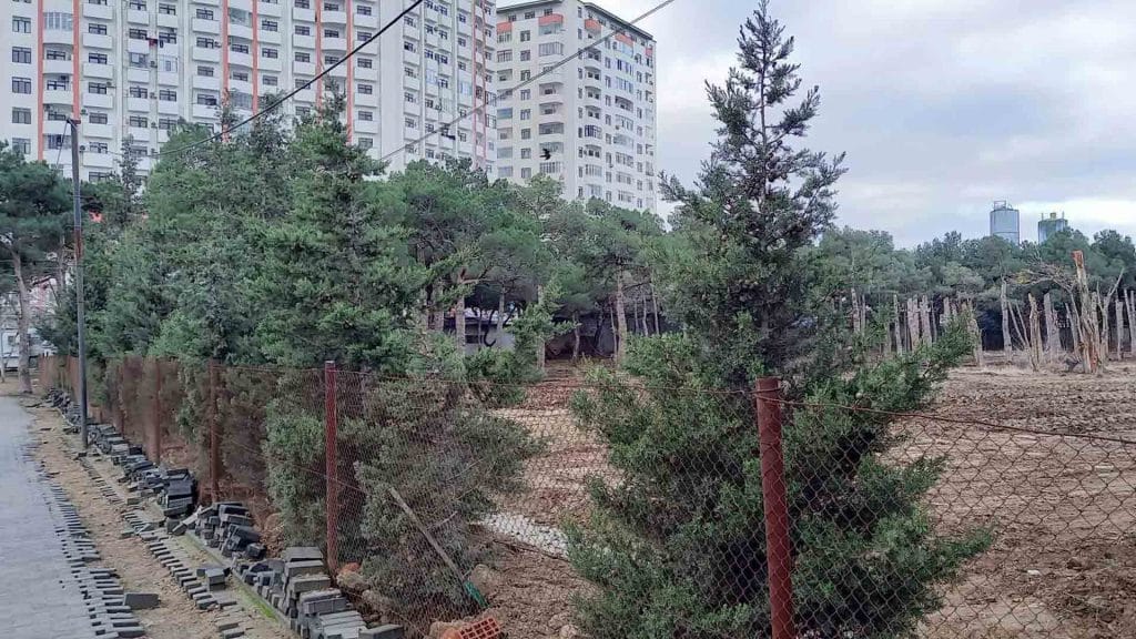 7-ci mikrorayonda yaşıllıqlar məhv olunur: sakinlər tədbir görməyi tələb edirlər – FOTO