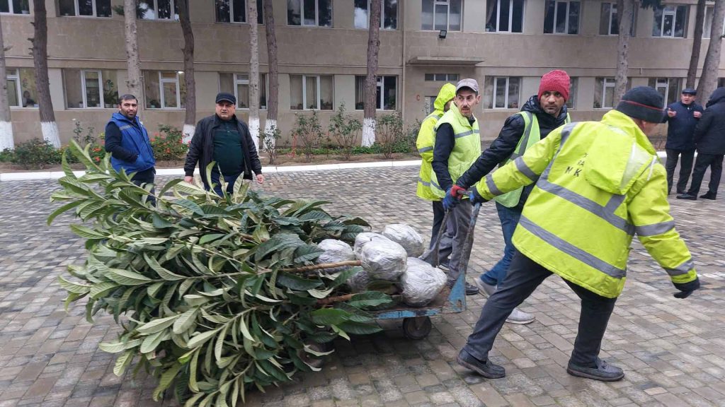 Xətai rayonunda ağacəkmə aksiyası baş tutub