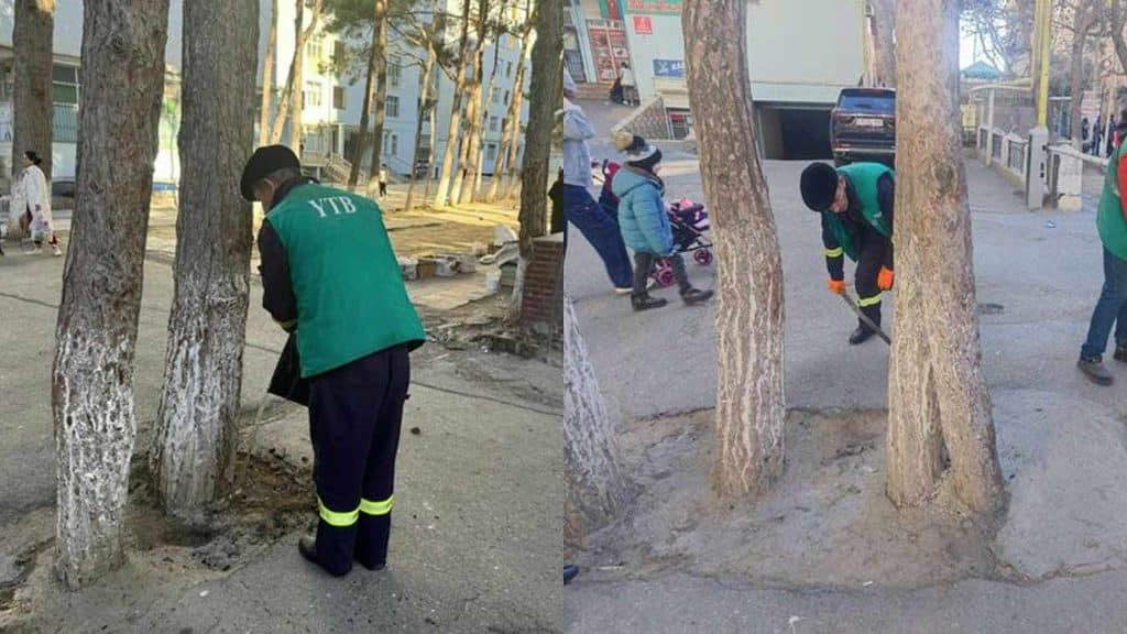 Xətai rayonunda ağacların dibləri betonlanıb