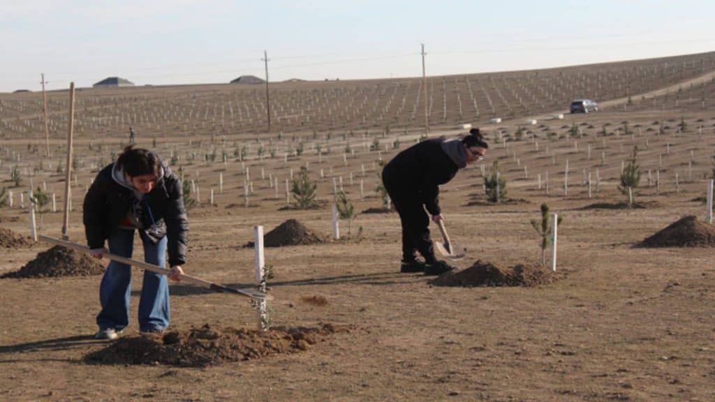 Müşfiqabadda 1 hektar əraziyə ağaclar əkilib