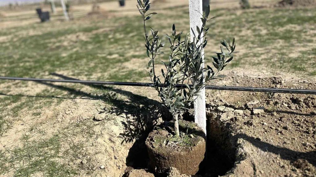Qaradağ rayonunda ağacəkmə aksiyası keçiriləcək