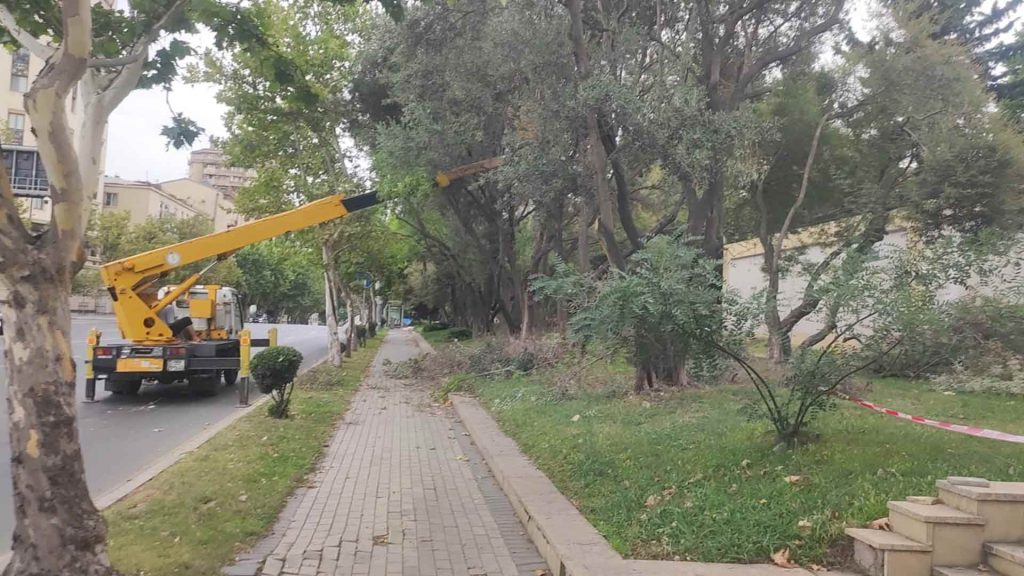 Nəsimi rayonunda ağaclar budanıb