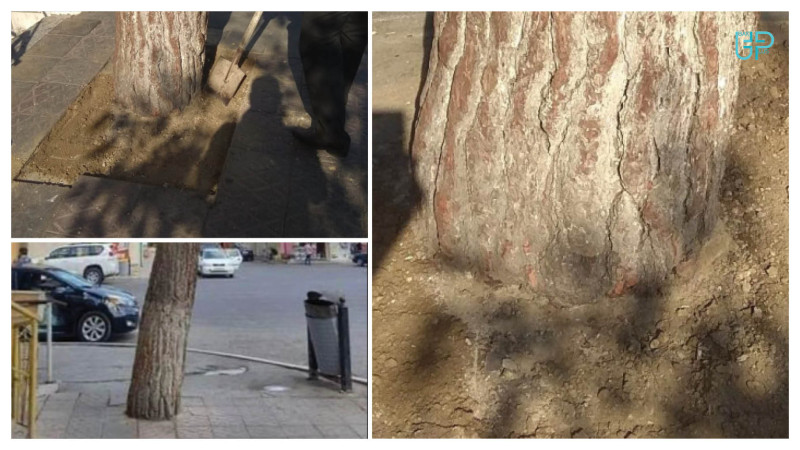 Bakıda ağacın dibi daş döşəmədən təmizlənib