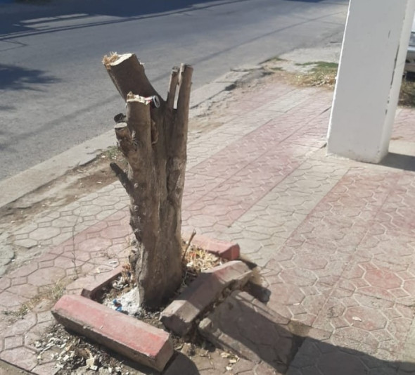 Binəqədidə ağacların kəsilməsi ilə bağlı materiallar prokurorluğa göndərilib