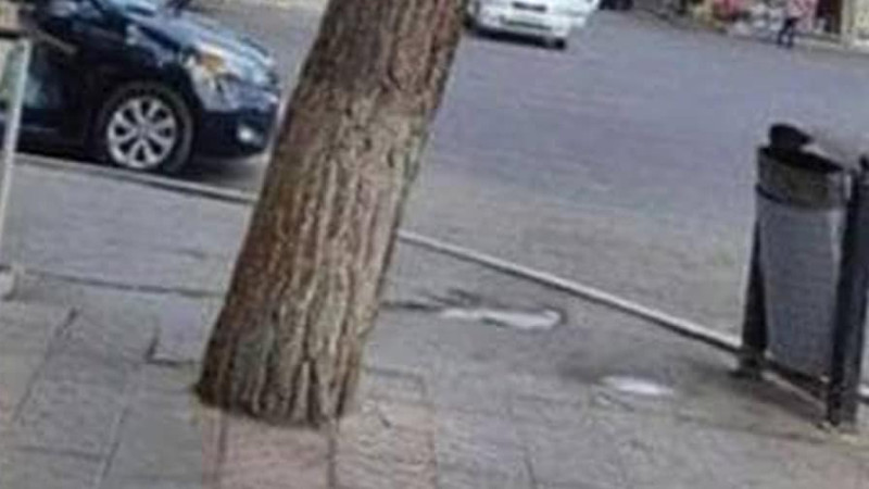 Etibar Bəkirov küçəsində ağacların dibi asfalt örtüyündən təmizlənib