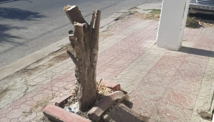 Binəqədi rayonunda ağacların kəsimi ilə bağlı araşdırma aparılıb