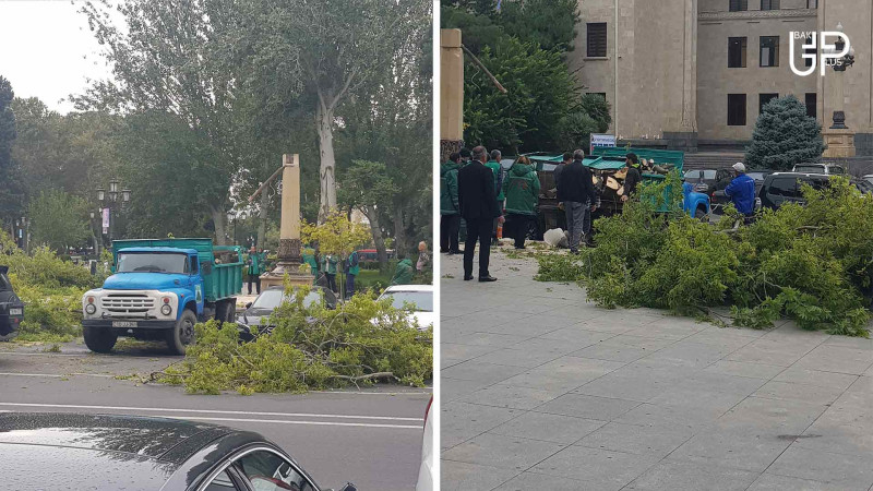 Bakı: Səməd Vurğun parkında ağac avtomobillərin üzərinə aşıb