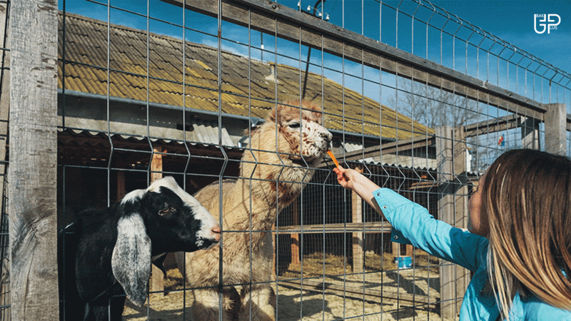 Bakı Zooparkının yenidənqurma işləri tamamlanıb