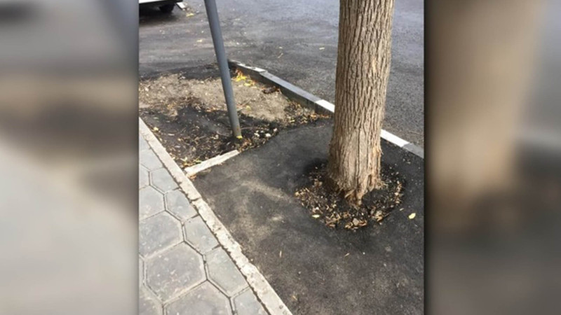 Bakıda daha bir ərazidə ağacların dibi asfaltlanıb