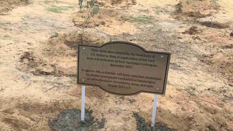 Amerika səfriliyi Bakıda ağacəkmə aksiyası keçirib