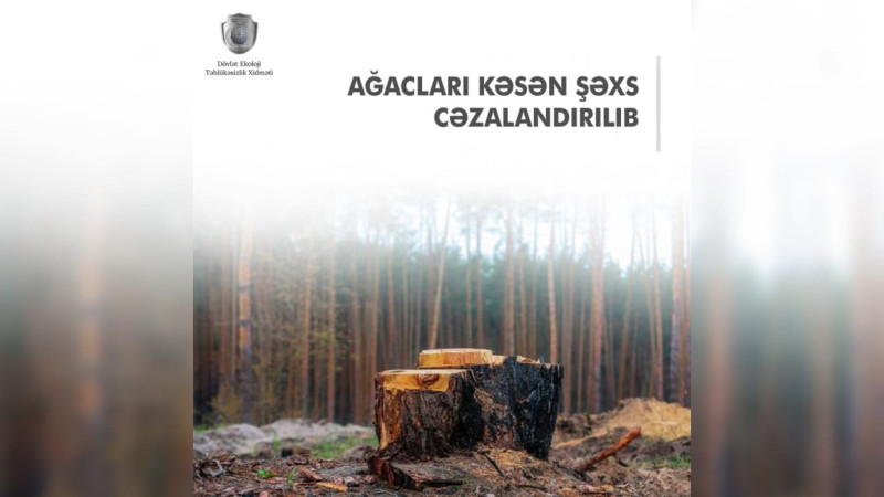 Nərimanov rayonunda ağacları qanunsuz kəsən şəxs cərimələnib