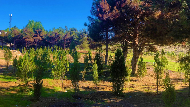 Bakıda ağacəkmə tədbirlərinə start verilib