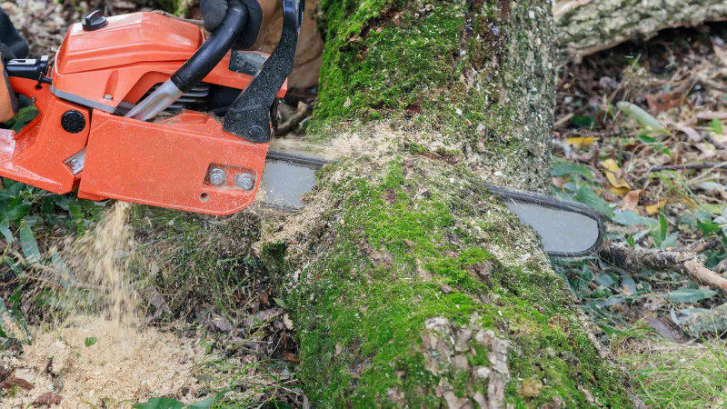 Ötən gün axşam saatlarında Bakıda 30 illik şam ağacı kəsilib