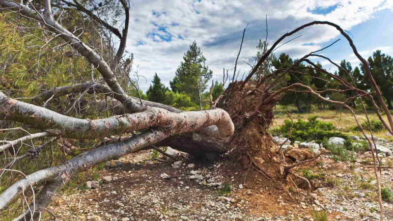 Bakıda sovet dövründən qalan parkda ağaclar quruyur