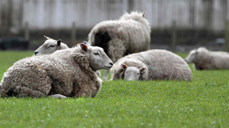 Xəzər rayonunda qoyun oğrusu saxlanılıb
