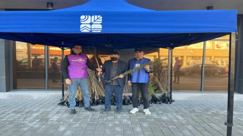 Bakıda ağac tinglərinin paylanılması davam edir