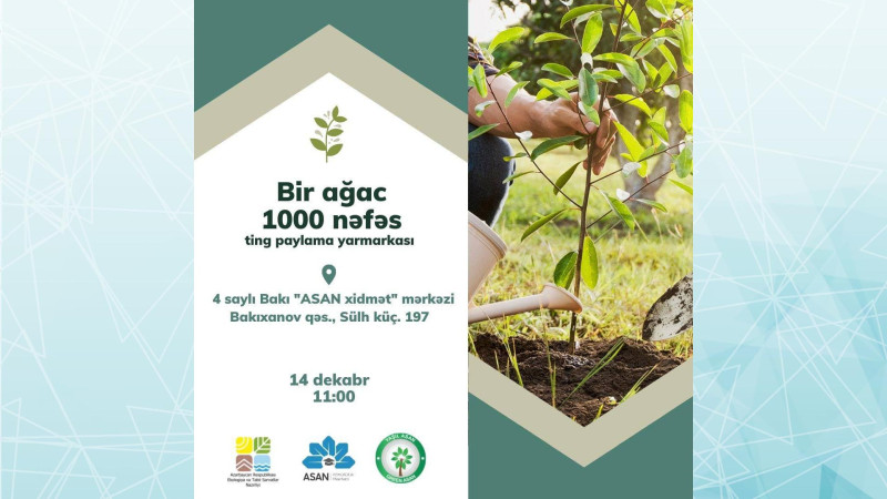 Bakıxanov qəsəbəsində vətəndaşlara ağac tingləri paylanacaq