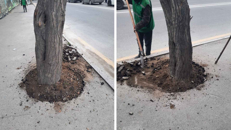 Binəqədi rayonunda asfalt olunmuş ağacın dibi təmizlənib