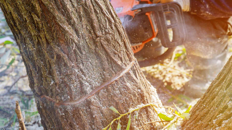 Nərimanov rayonu ərazisində qanunsuz olaraq ağaclar kəsilib