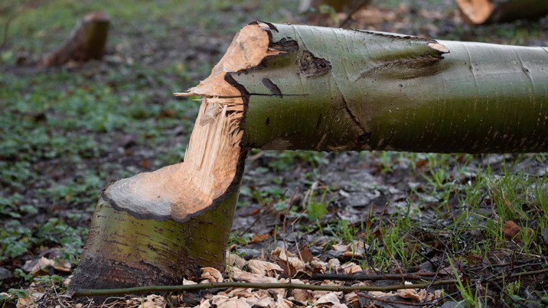 Nərimanov rayonunda 21 şam ağacını kəsən şəxsin işi Baş Prokurorluğa göndərilib