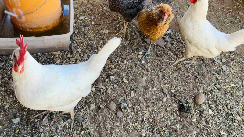 Sulutəpədə ev quşları oğurlanıb