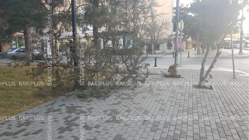 “Qara Qarayev” metro stansiyasının yaxınlığında ağac aşıb