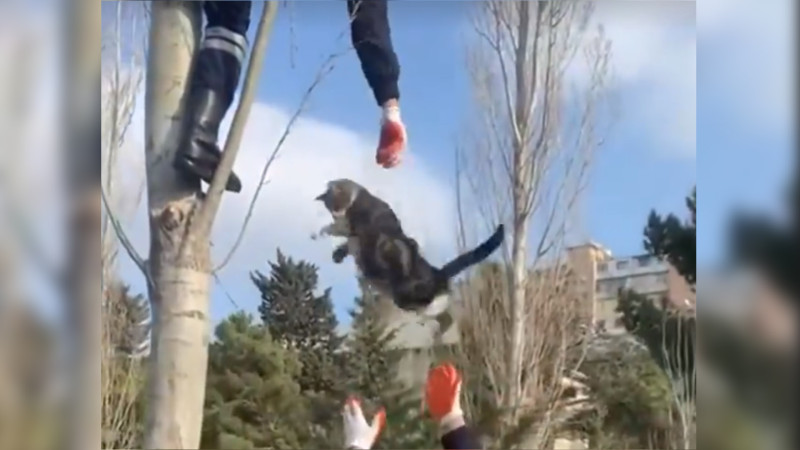 Nərimanov: Fövqəladə Hallar Nazirliyinin işçiləri köməksiz pişiyə yardım ediblər