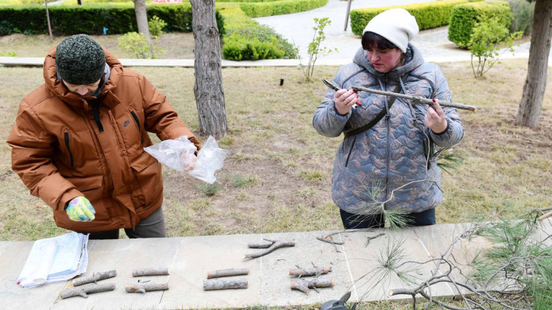 Bakıda ağaclar müayinə olunur