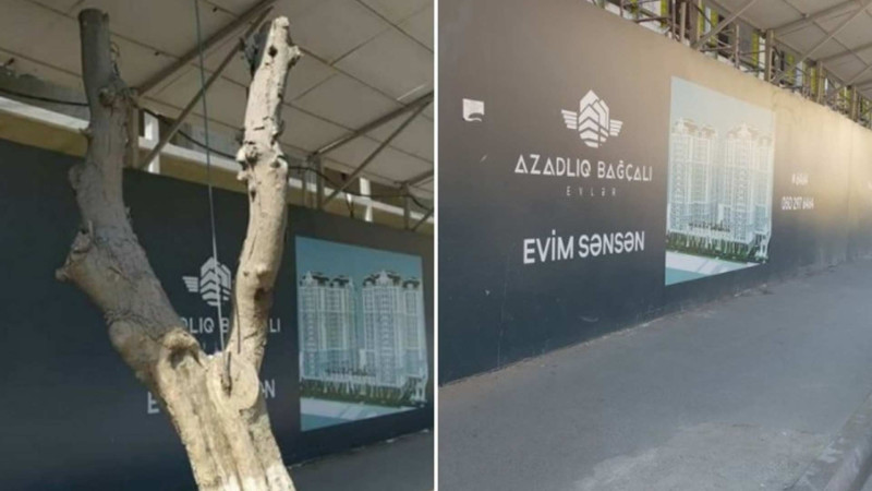Bakıda kəsilən ağacın yerinə yenisi əkilib