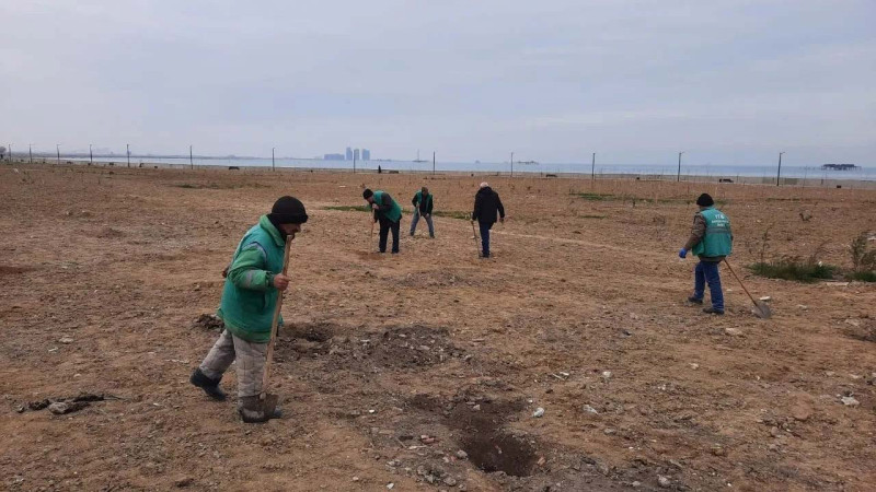 Qaradağ rayonunda ağacəkmə aksiyası keçiriləcək
