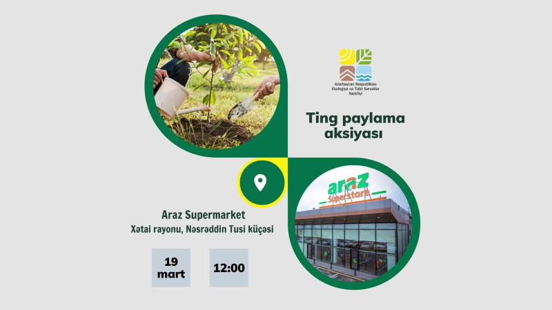 Xətai: Nəsrəddin Tusi küçəsində ağac tingləri paylanacaq