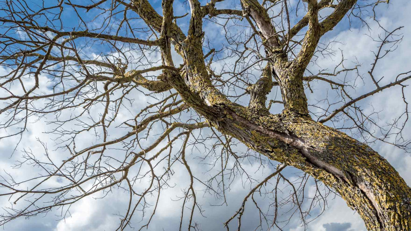 Nərimanov rayonunda Yaşıllaşdırma Təsərrüfatı Birliyinin sahə rəisi cəzalandırılıb